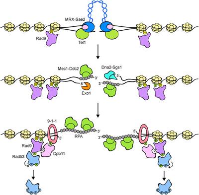 The DNA damage checkpoint: A tale from budding yeast